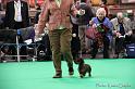 Crufts2011_2 1037